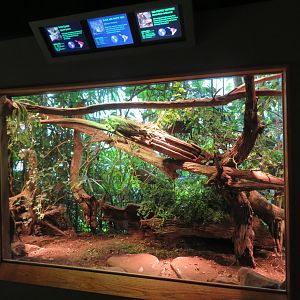 Mixed Herp Exhibit