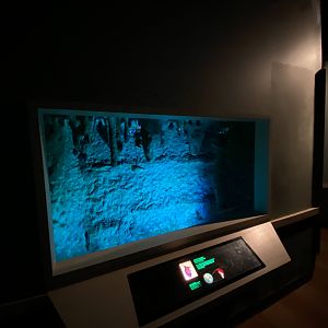 Seba's Short-tailed Bat Exhibit