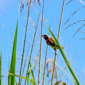 Chestnut-breasted Mannikin (Lonchura castaneothorax)