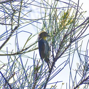 Silvereye (Zosterops lateralis)