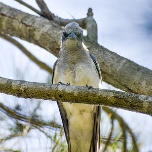 Black-faced Cuckooshrike (Coracina novaehollandiae)