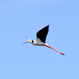 Pied Stilt (Himantopus leucocephalus)