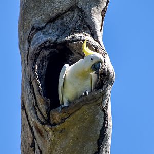 Sulphur-crested Cockatoo (Cacatua galerita)