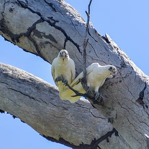 Little Corellas (Cacatua sanguinea)