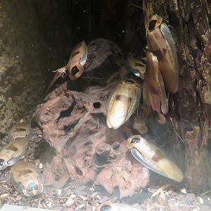 Central American Giant Cave Cockroaches