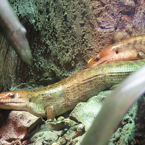Haitian Giant Galliwasps