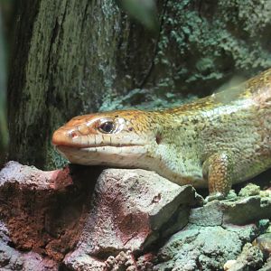 Haitian Giant Galliwasp