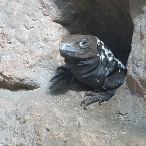 Black Spiny-tailed Iguana