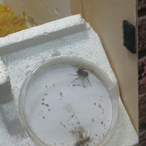 Brown Recluse Spider