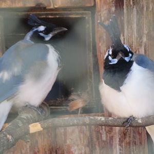 Black-throated Magpie-jays