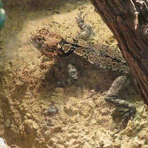 Harlequin Racerunner