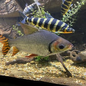 Neotropical Fish
