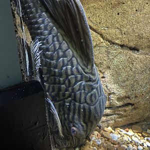 Royal Panaque Plecostomus