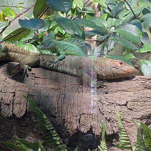 Caiman Lizard and Plumed Basilisk