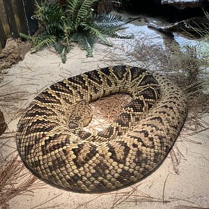 Eastern Diamondback Rattlesnake