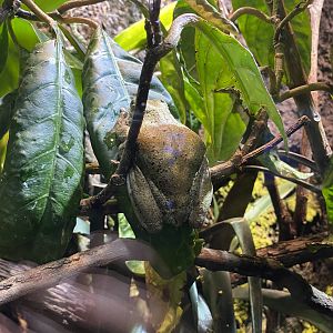 Hispaniolan Treefrog