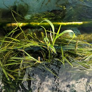 Texas wild rice (Zizania texana)