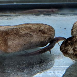 Barton springs salamander (Eurycea sosorum)