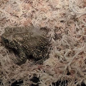 Houston toad (Bufo houstonensis)