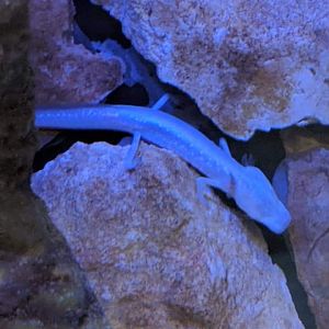 Texas blind salamander (Eurycea rathbuni)