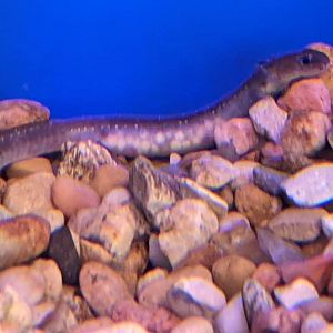 Comal Springs salamander (Eurycea sp.)