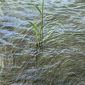 Texas wild rice (Zizania texana)