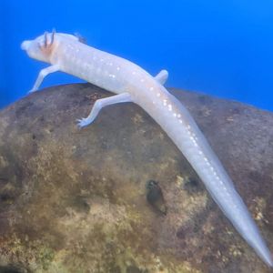 Texas blind salamander (Eurycea rathbuni)