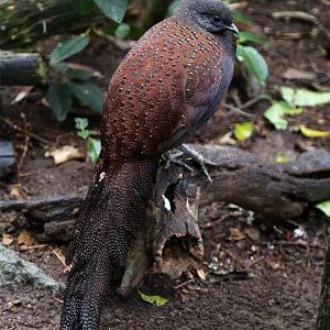 Mountain Peacock-pheasant (Polyplectron inopinatum)