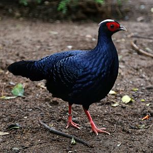 Edwards's Pheasant