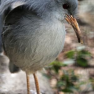 Kagu (Rhynochetos jubatus)