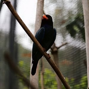 Dollarbird (Eurystomus orientalis)