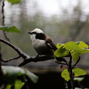 Southern White-crowned Shrike (Eurocephalus anguitimens)