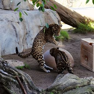 Jaguar Cubs Playing