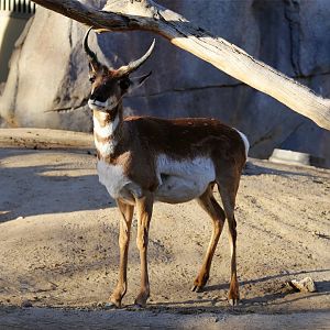 Pronghorn