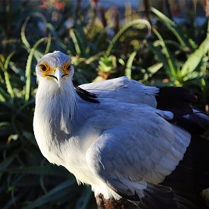 Secretarybird