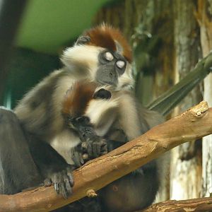 Madonna and child, December 2021