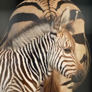Hartmann's mountain zebra foal, December 2021