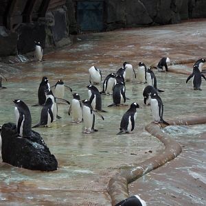Gentoo Penguins, Edinburgh Zoo