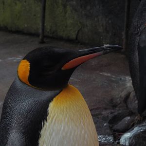 King Penguin, Edinburgh Zoo
