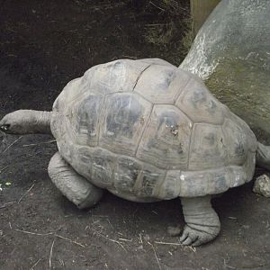 Aldabra Giant Tortoise - Zooparc de Beauval - 10/2020