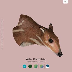 Water Chevrotain
