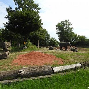 Refreshed outdoor enclourse for African elephants