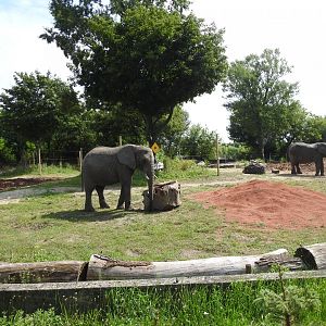Refreshed outdoor enclourse for African elephants