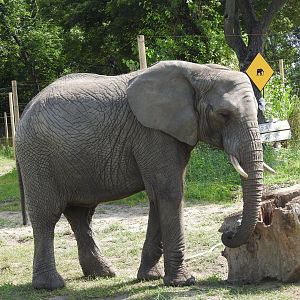 Refreshed outdoor enclourse for African elephants