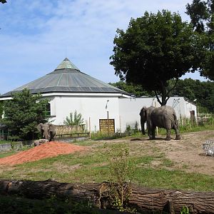 Refreshed outdoor enclourse for African elephants