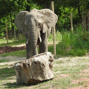 Refreshed outdoor enclourse for African elephants