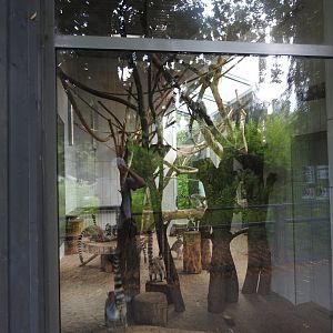 Ring-tailed lemurs house