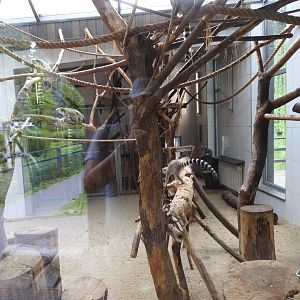 Ring-tailed lemurs house
