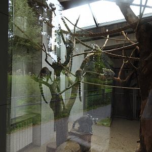 Ring-tailed lemurs house