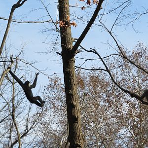 Swinging Gibbon